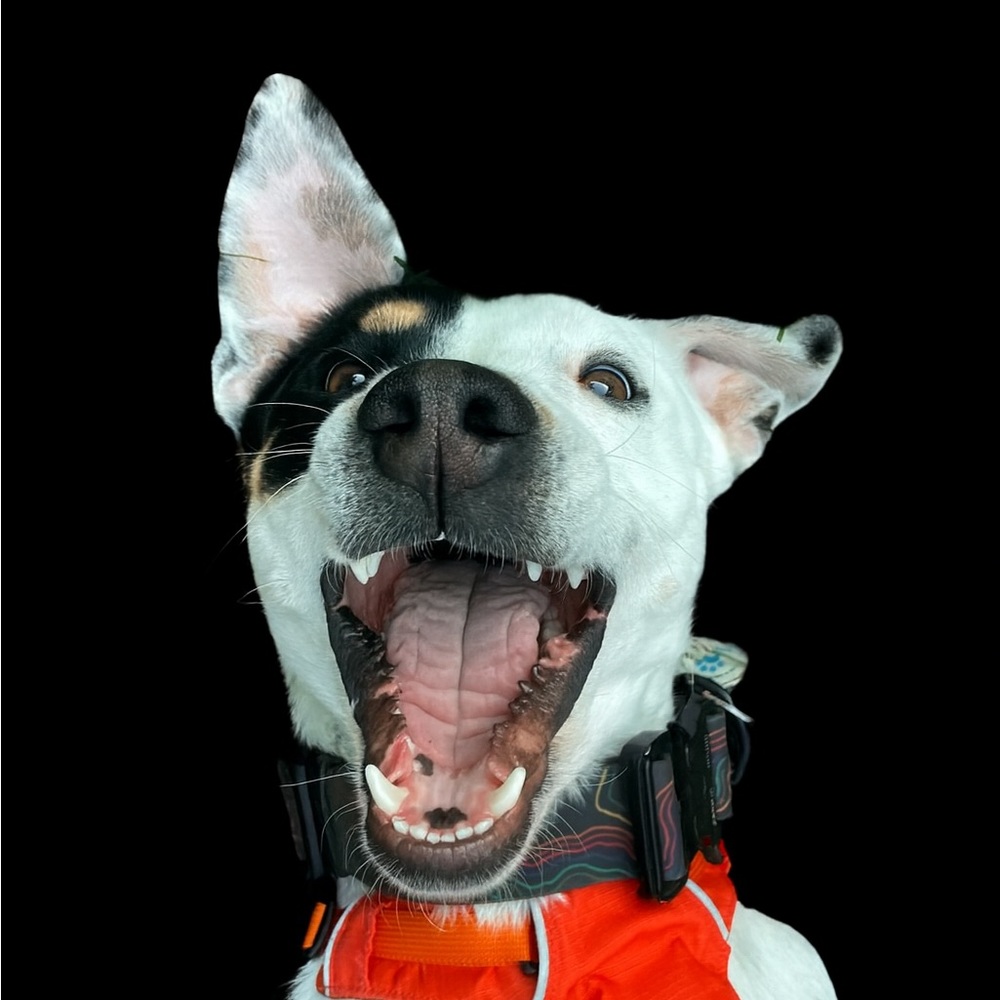 Meet your Posher, Aly